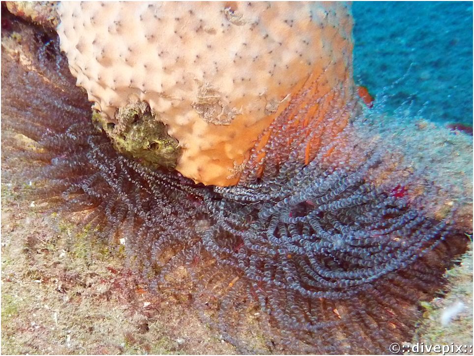 divepix Corkscrew Anemone